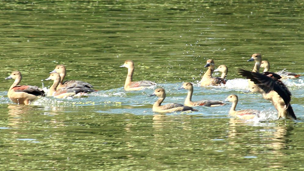 শীতের আগমনে আসছে ঝাঁকে ঝাঁকে অতিথি পাখি, কলতানে মুখরিত চারপাশ