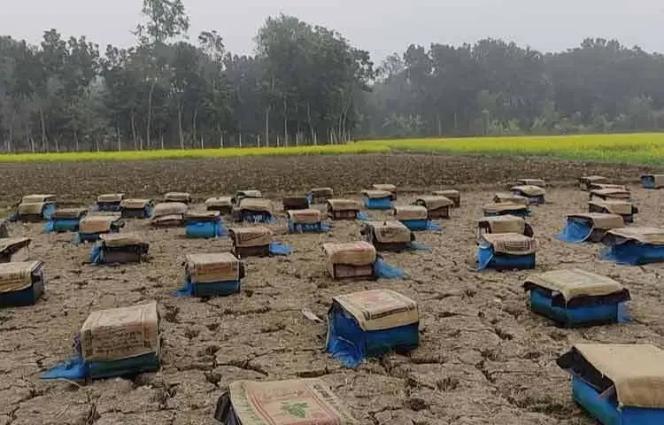 সরিষা ফুল থেকে মধু চাষ করে বাজিমাত
